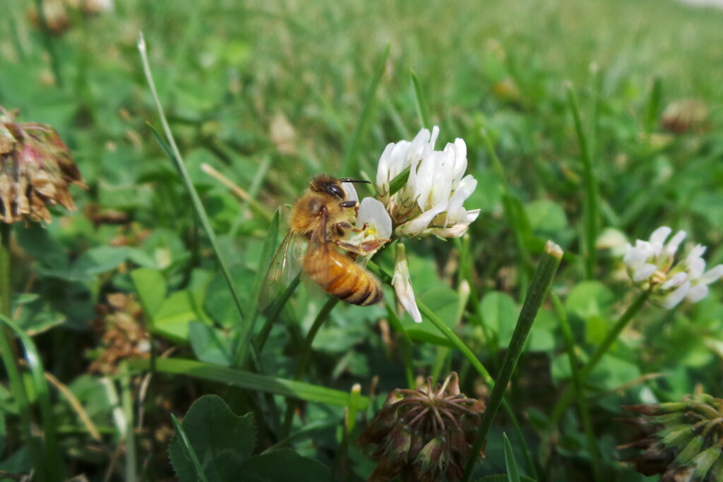 Bee feeding on white clover in lawn
