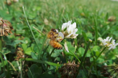 Pollinators – Wisconsin Horticulture