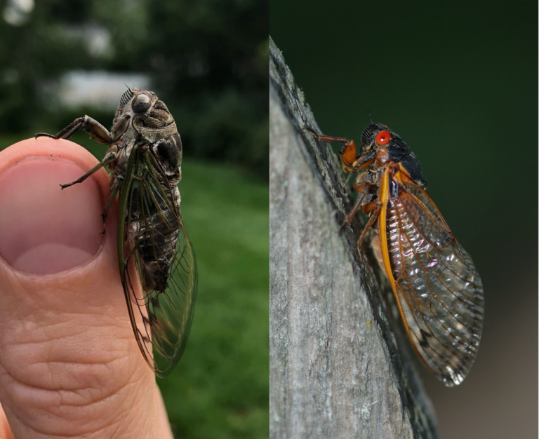 Periodical Cicadas Wisconsin Horticulture