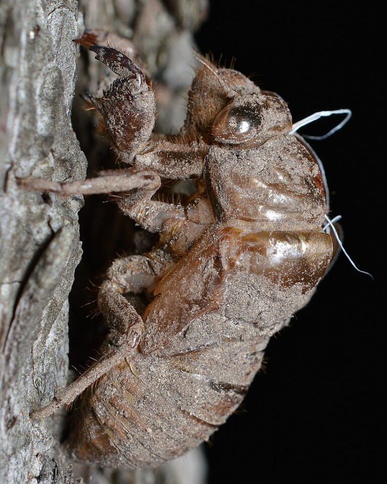 Periodical Cicadas Wisconsin Horticulture