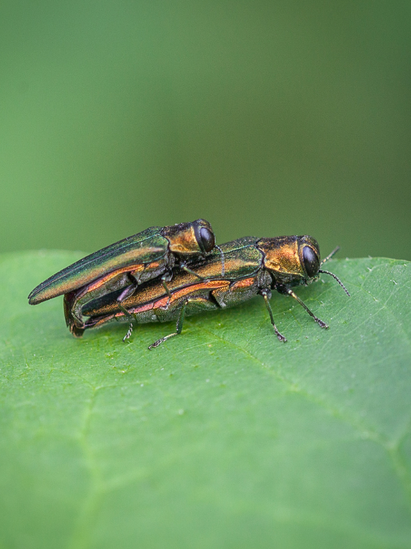 Two emerald ash borer adults mating on a leaf.
