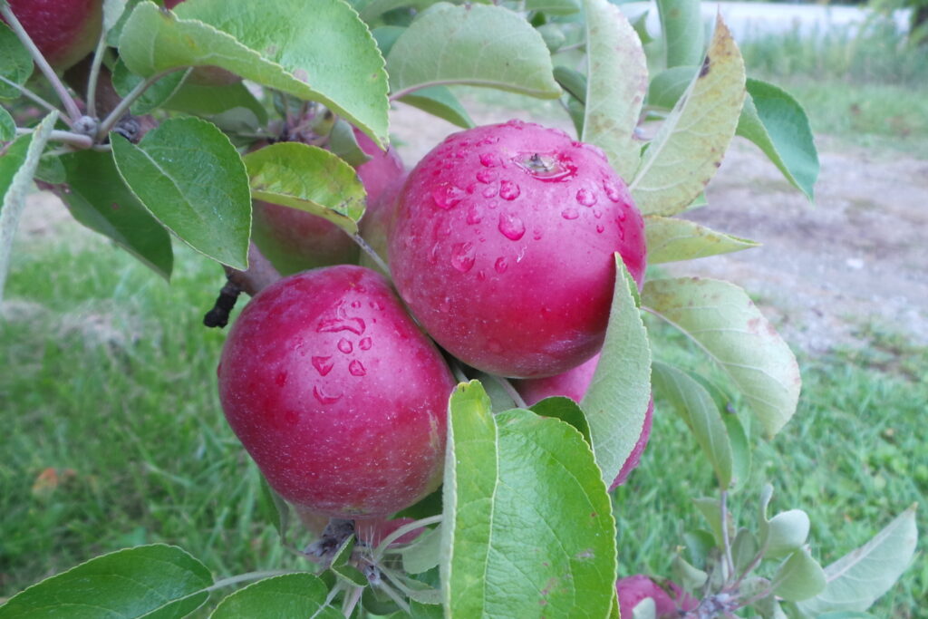 Growing Apples in Wisconsin