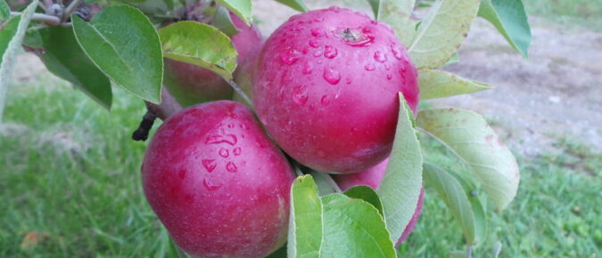 Growing Apples in Wisconsin