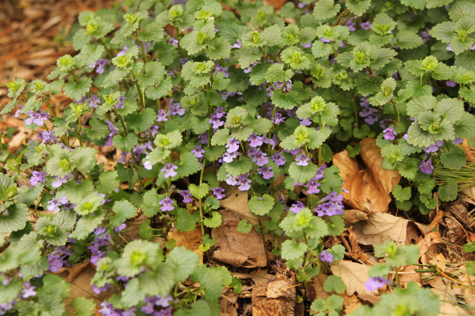 Weeds & Invasive Plants – Wisconsin Horticulture