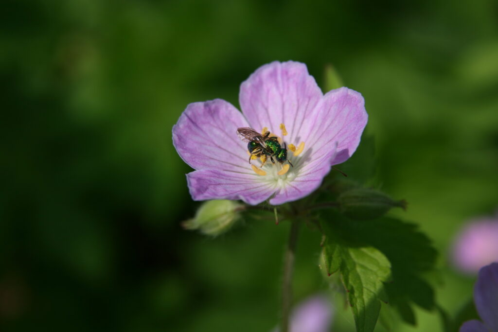 Pollinator on native geranium bloom