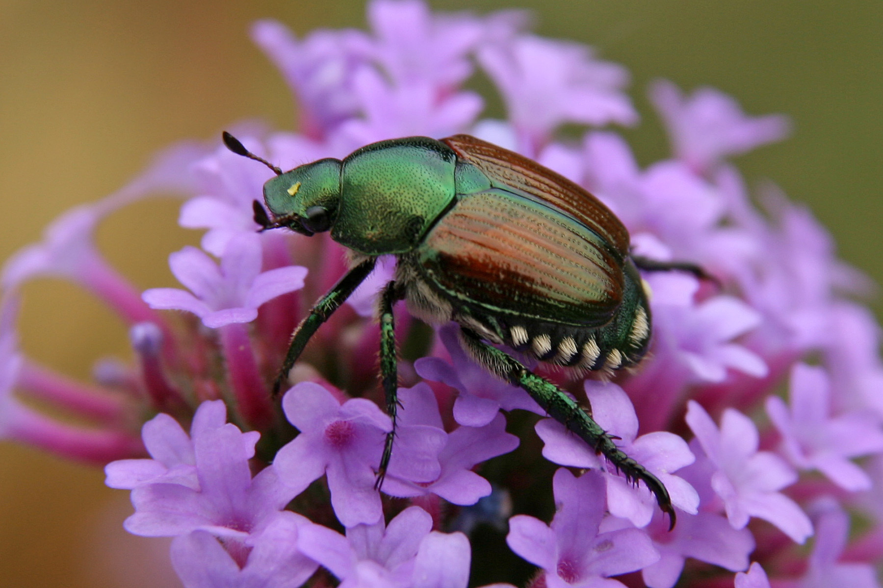 Japanese Beetle Wisconsin Horticulture 9637