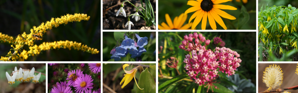 An image collage showcasing a dozen interesting native flower forms