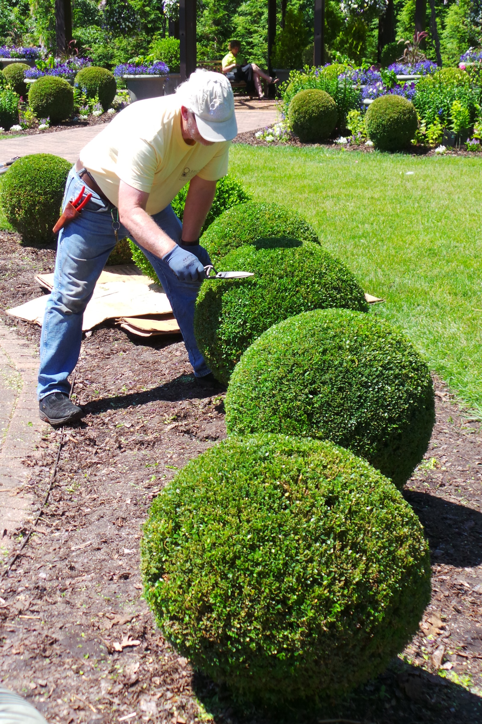 Man pruning boxwood shrub into spherical shape