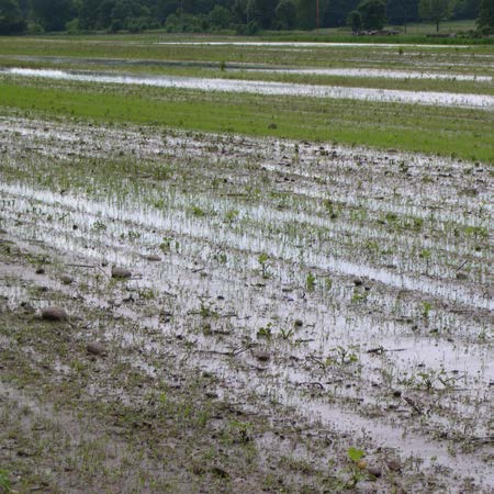 A flooded vegetable crop field