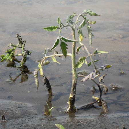 A tomato plant, bearing no fruit, partially submerged in flood water