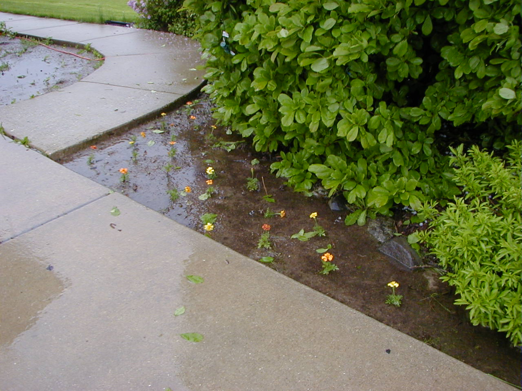 Safely Using Produce from Flooded Gardens