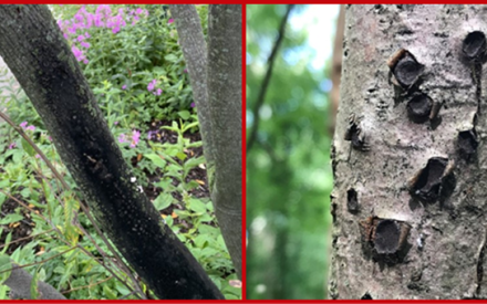 Blister canker on tree trunk