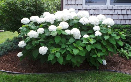 White hydrangea blooms next to house