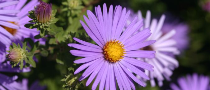 Asters, Symphyotrichum spp.