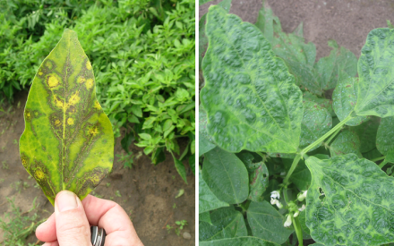 Cucumber mosaic on pepper (left) showing yellowing and ring spots, and on broad bean (right) showing mosaic and puckering of leaf tissue. (Photos courtesy of Russ Groves)