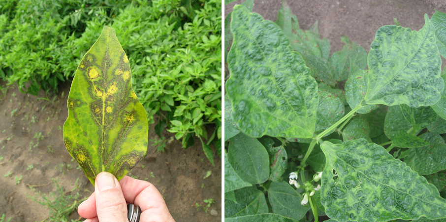 Cucumber mosaic on pepper (left) showing yellowing and ring spots, and on broad bean (right) showing mosaic and puckering of leaf tissue. (Photos courtesy of Russ Groves)