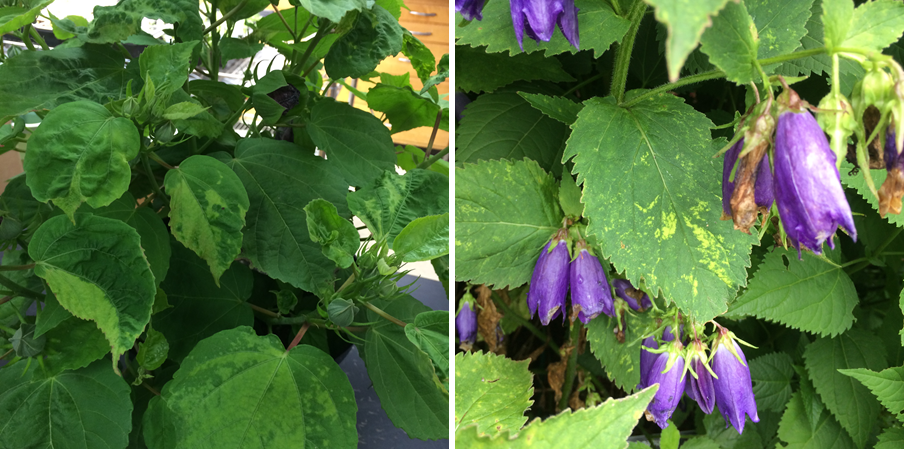 Cucumber mosaic on hibiscus (left) showing mosaic and puckered leaves, and on bluebell (right) showing mosaic and line patterns. (Photos courtesy of Brian Hudelson)