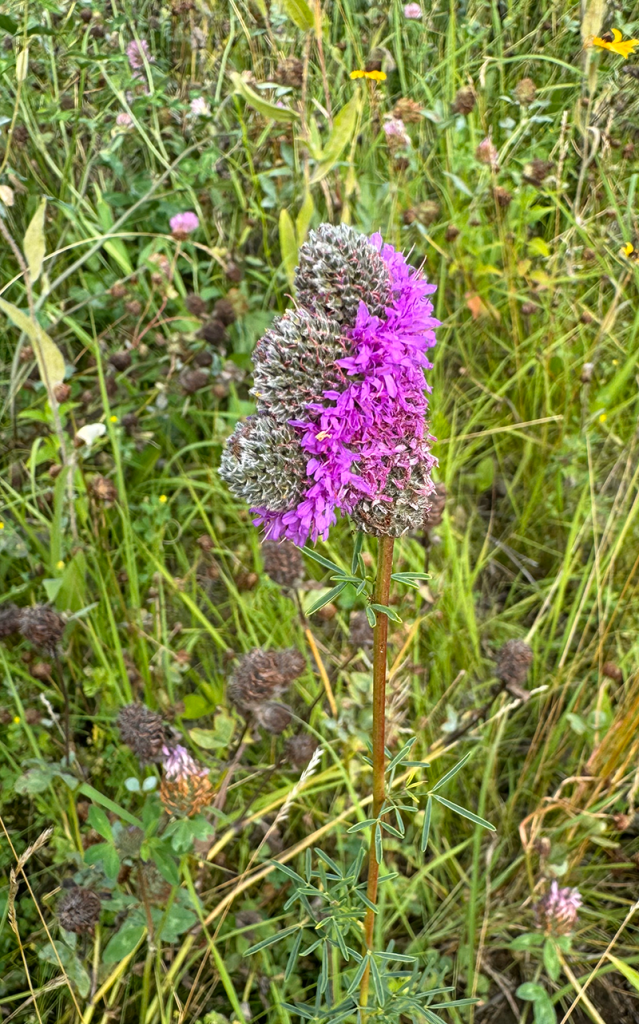 Fasciated Dalea purpurea (Purple Prairie Clover)