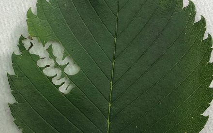 Distinctive meandering damage from a young elm zigzag sawfly larva