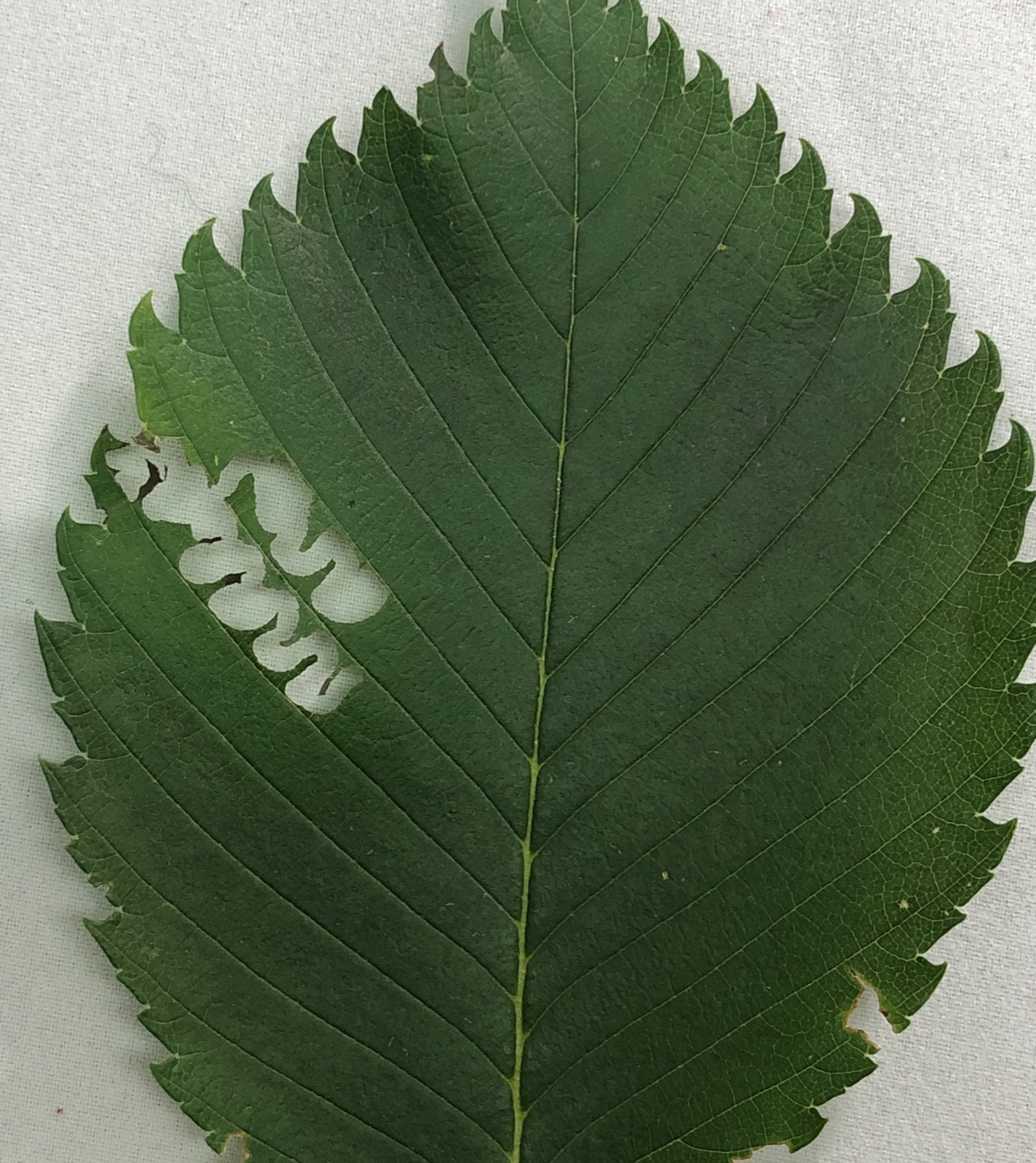 Distinctive meandering damage from a young elm zigzag sawfly larva