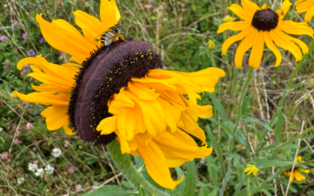 Fasciated Rudbeckia hirta with pollinator