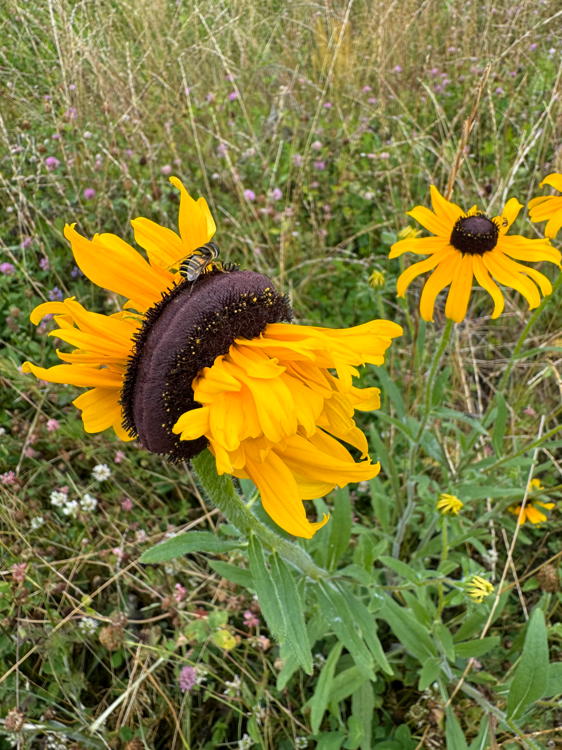 Fasciated Rudbeckia hirta with pollinator