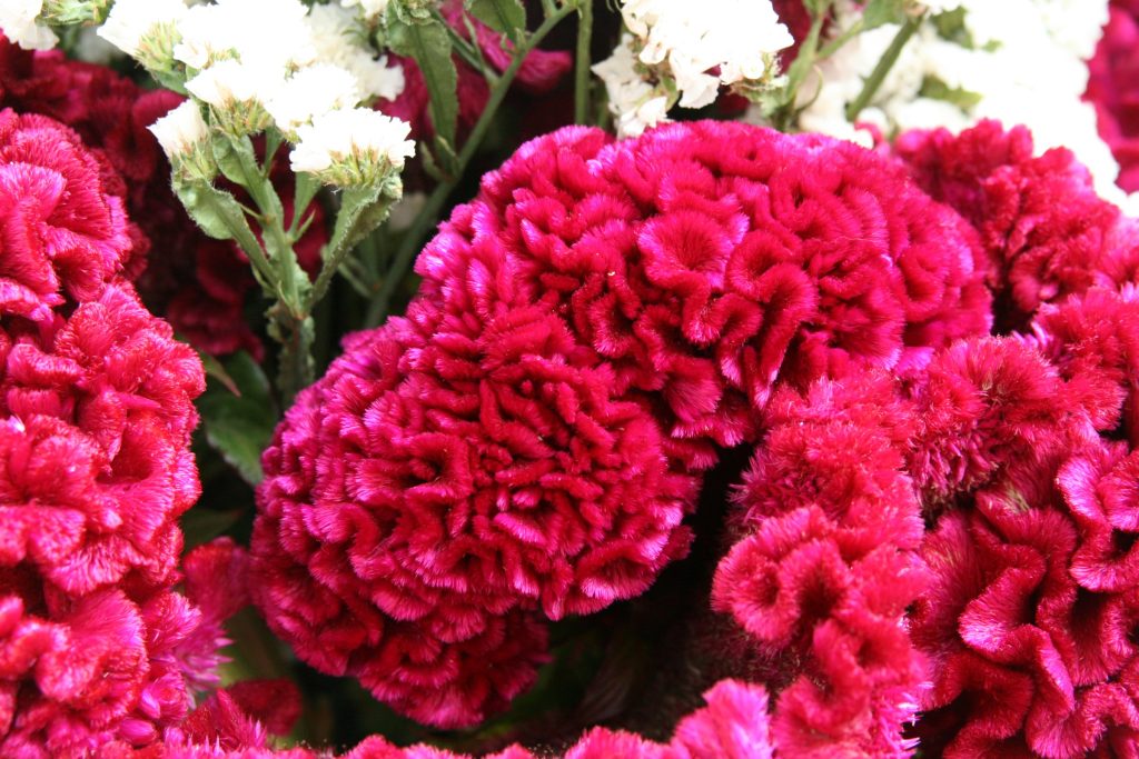 Cockscomb celosia, with fasciated ﬂ ower heads, is grown for its unusual ornamental appearance.