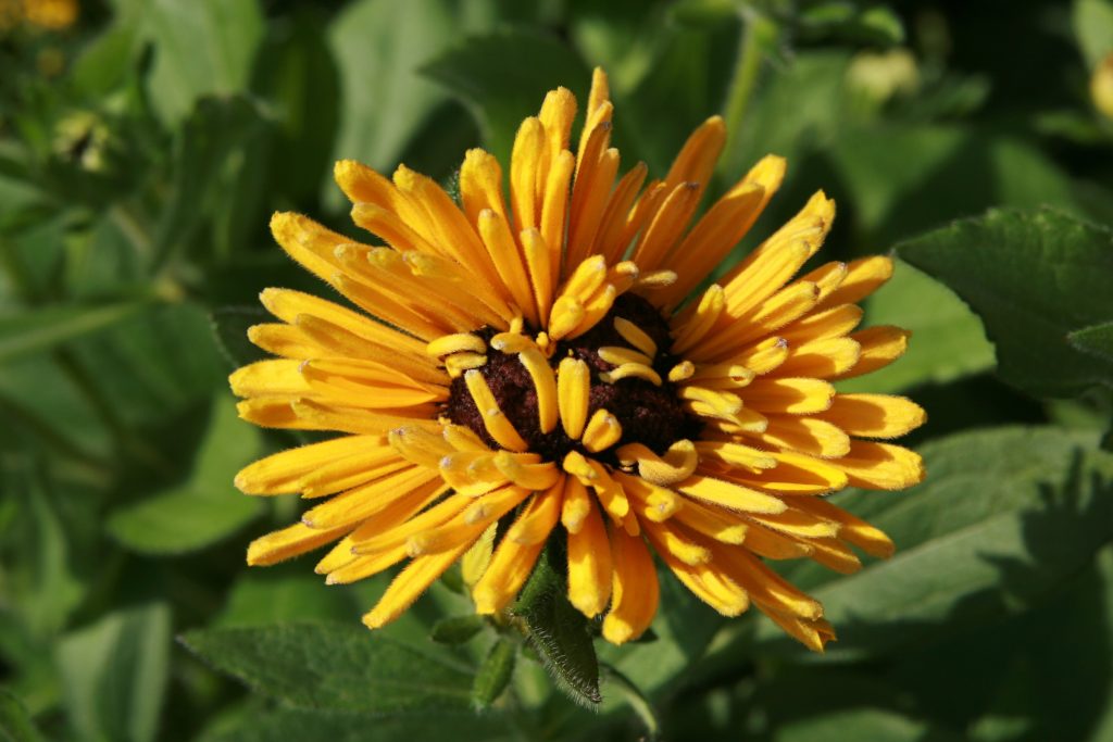 Rudbeckia ﬂower with distorted growth.