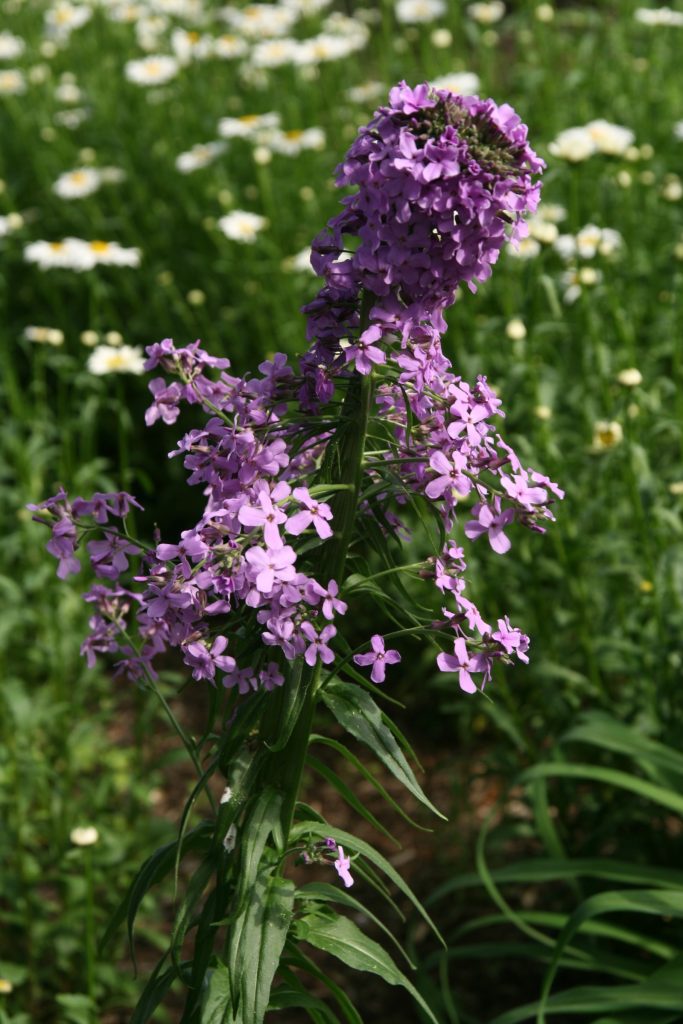 Dame’s Rocket (Hesperis matronalis) with fasciated ﬂ ower stem.