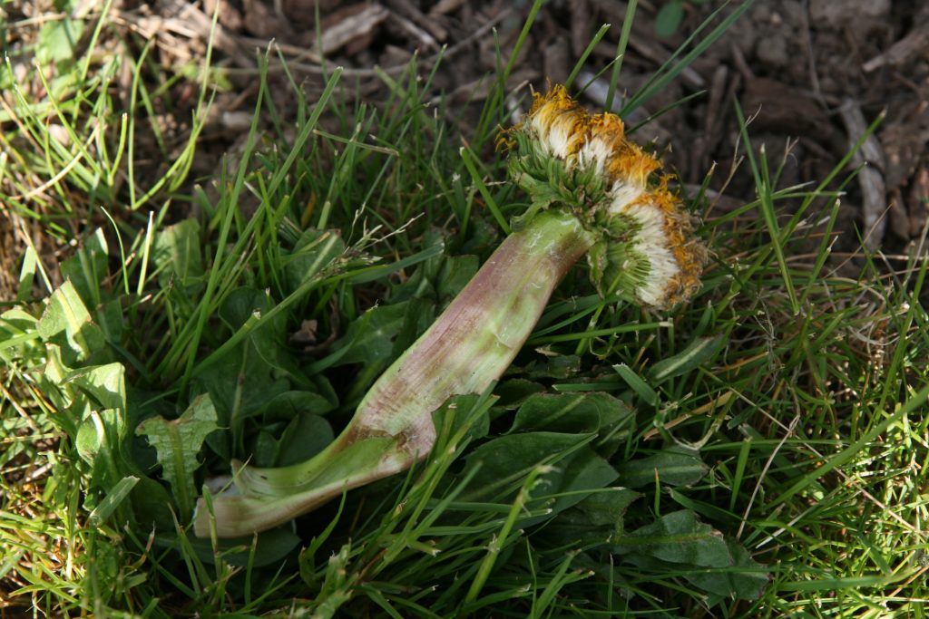 Fasciated dandelion.