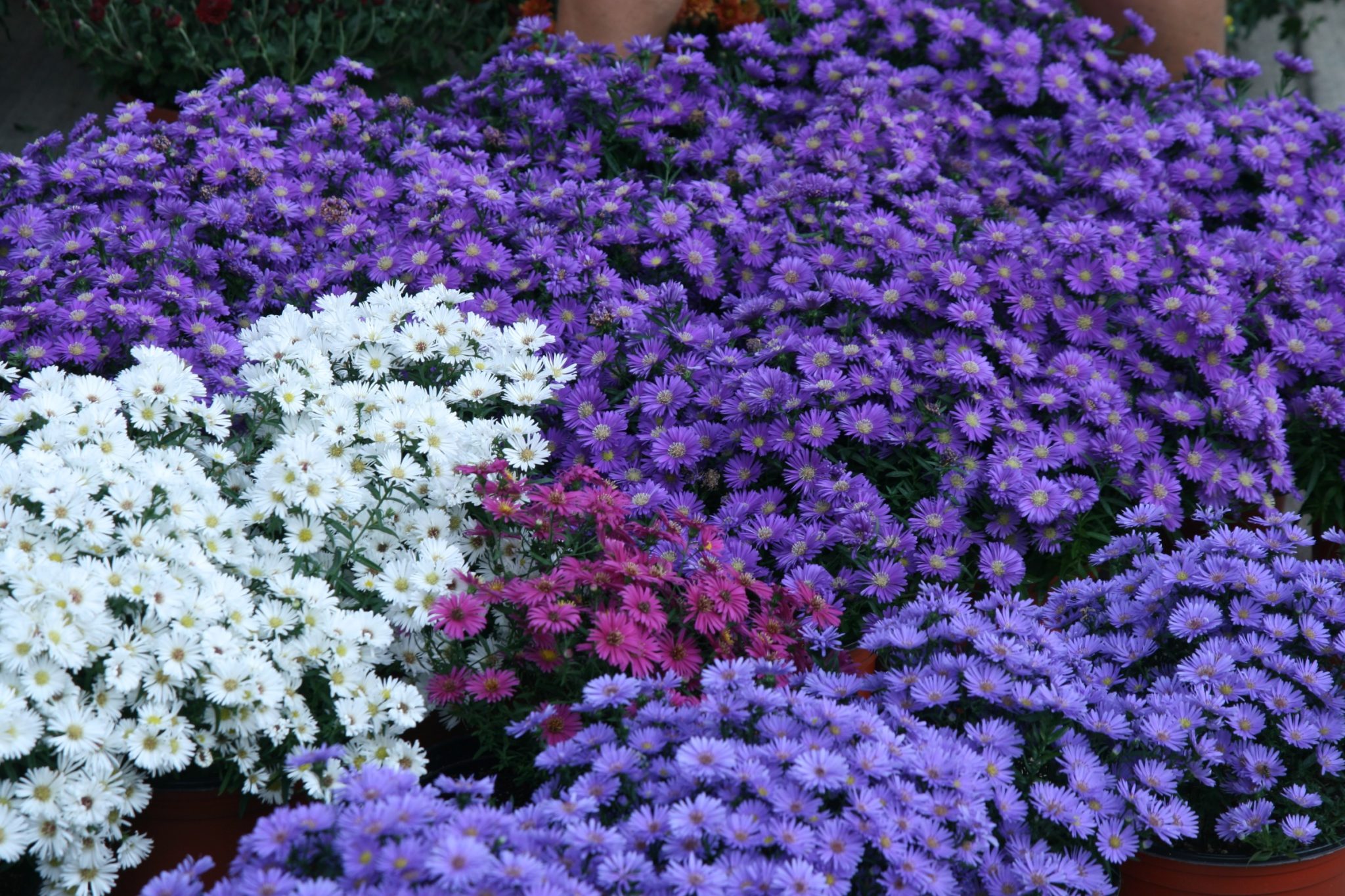 Asters, Symphyotrichum spp. – Wisconsin Horticulture