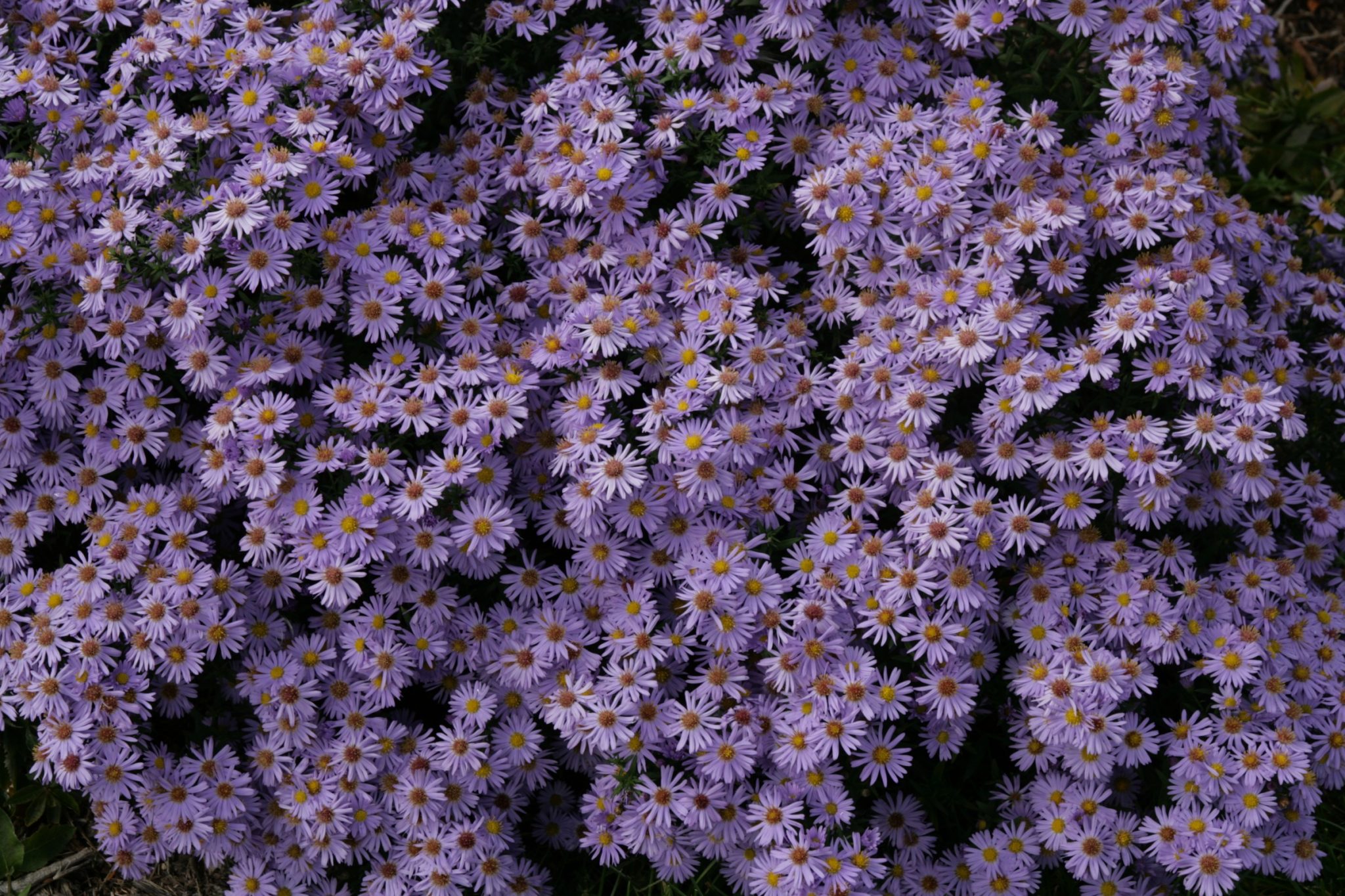 Asters, Symphyotrichum spp. – Wisconsin Horticulture