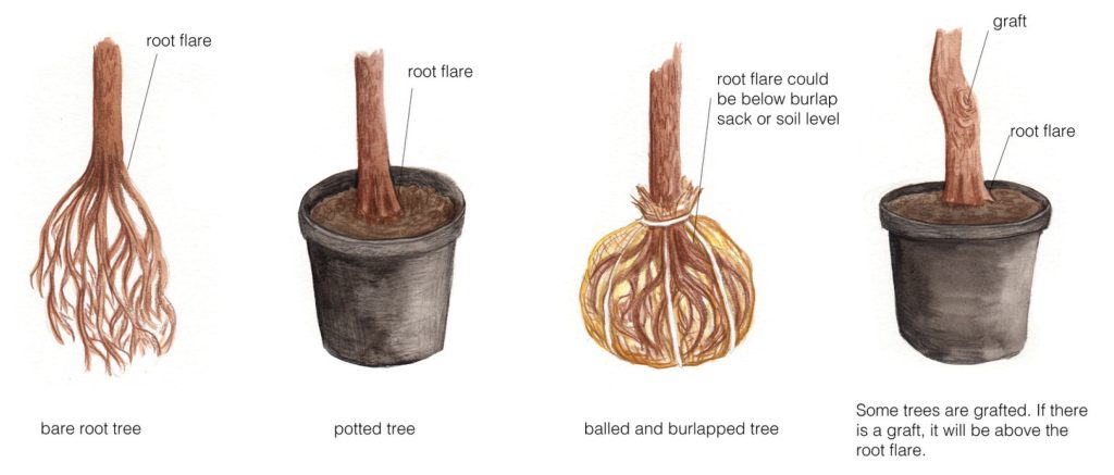 Step 2 - Find the root flare