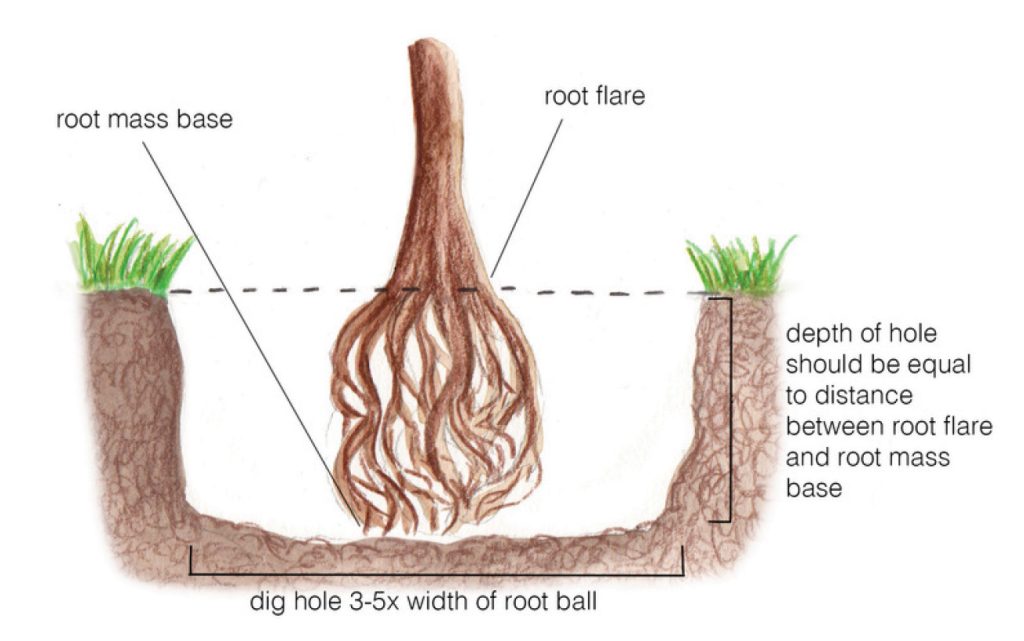 Step 3 - Measure and Dig Hole