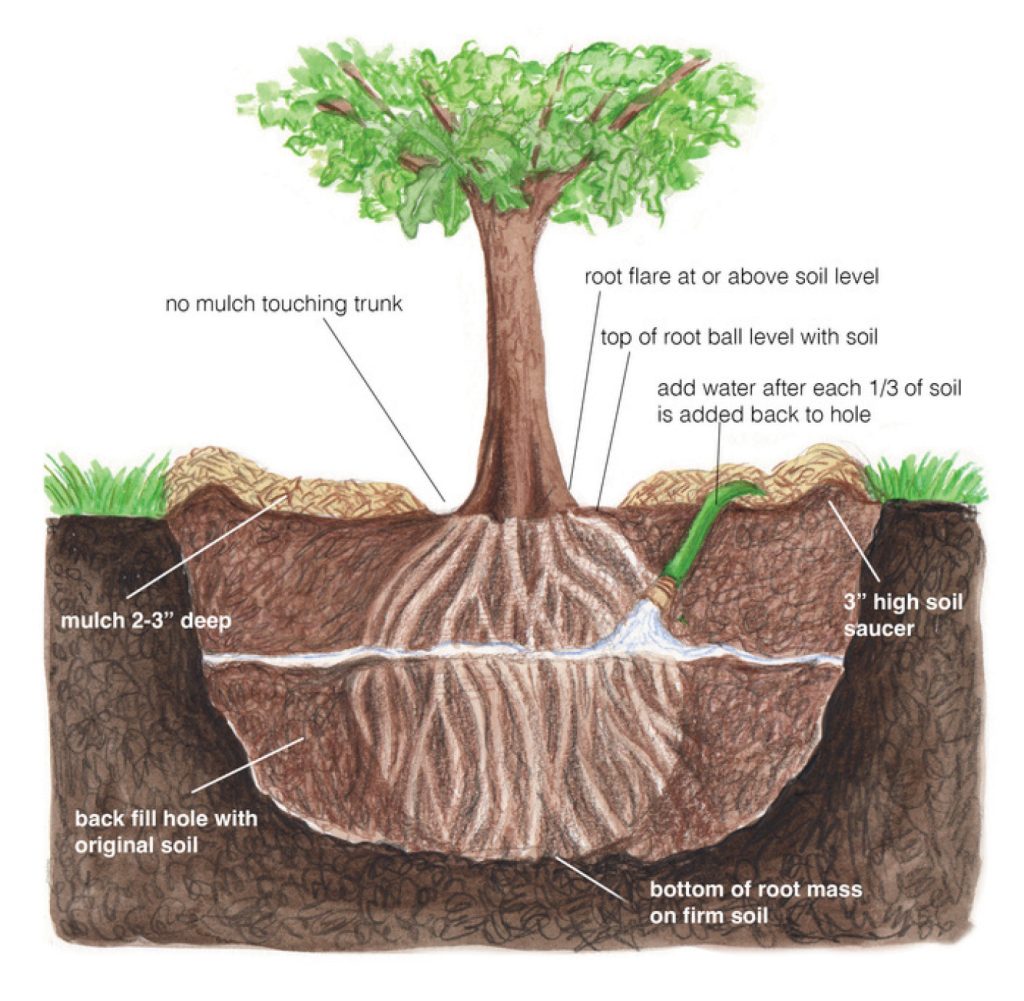 Set the root ball in hole and water