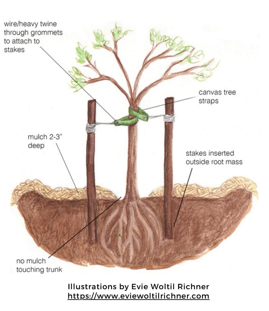 Mulch and stake tree for long-term health