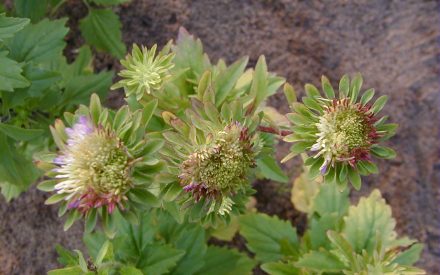 March Madness – Three Plant Diseases to Drive You Crazy in 2025