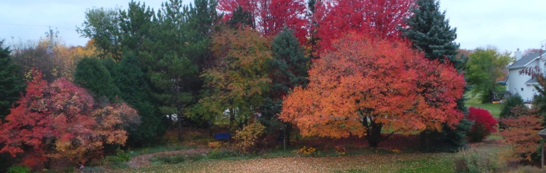 Deciduous trees with leaves changing colors in fall, including green, orange, and red.