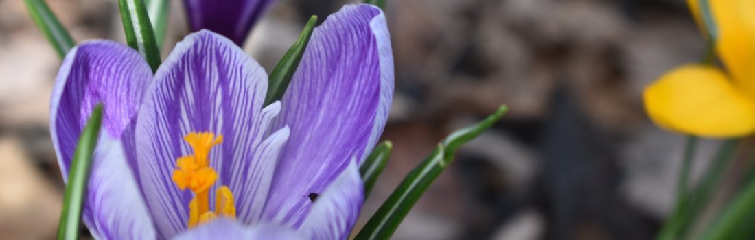 Purple, yellow and bi-colored crocus blooms in spring