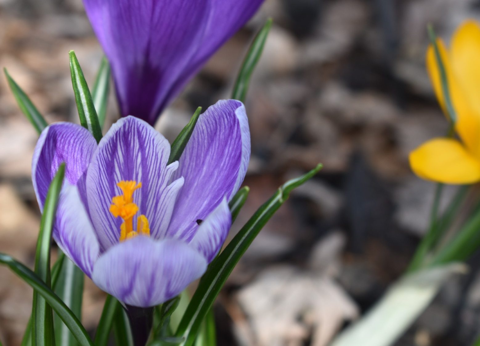 Purple, yellow and bi-colored crocus blooms in spring