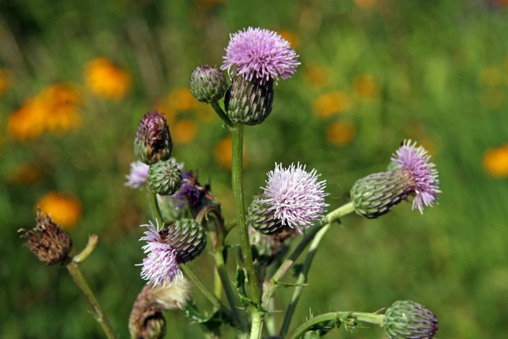 Canada thistle in bloom