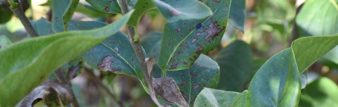 Leaf spots on lilac shrub in fall