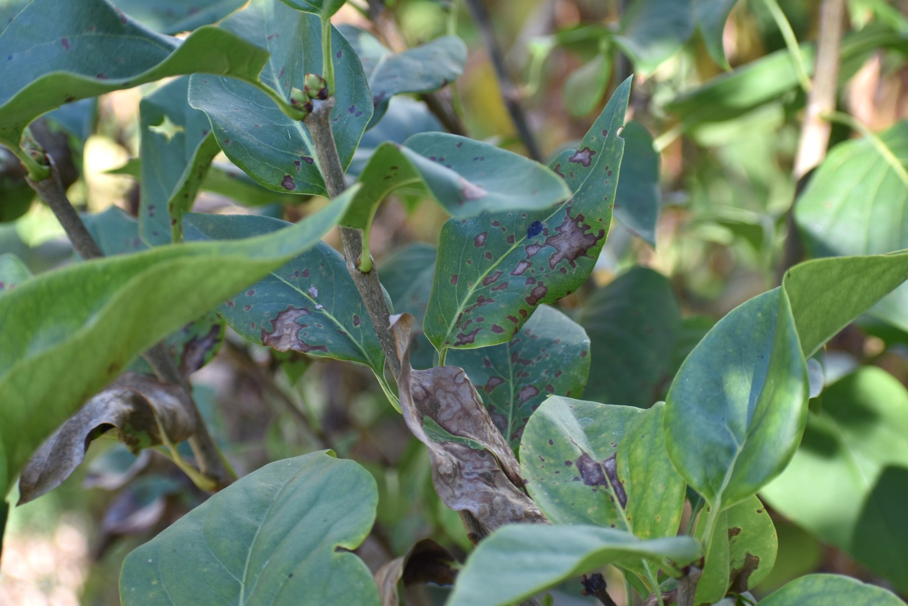 Leaf spots on lilac shrub in fall