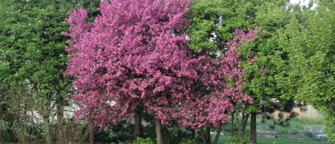 Top Ornamental Crabapples for Wisconsin