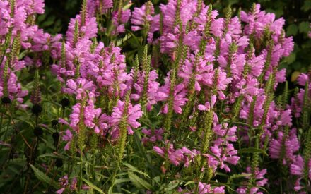 Physostegia virginica 'Vivid'