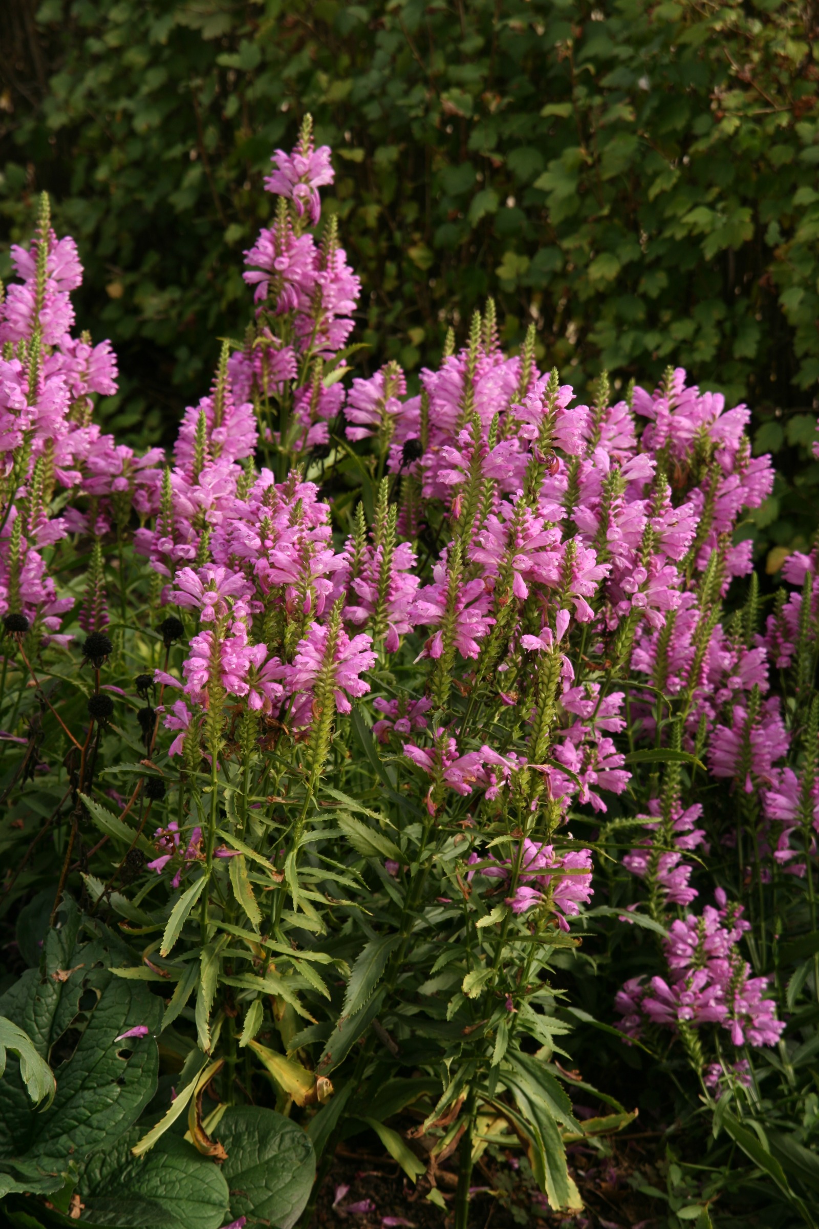 Physostegia virginica 'Vivid'