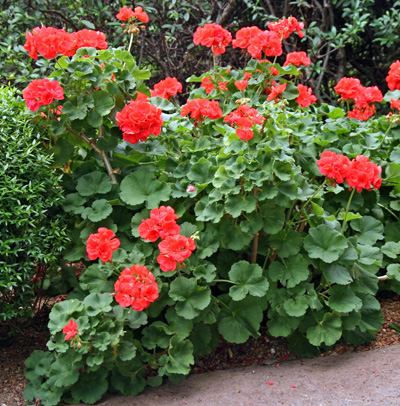 Pelargonium x hortorum