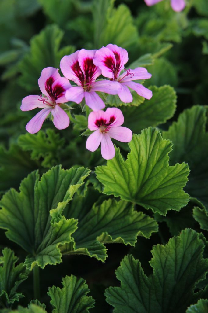 Geranium 'Orange Fizz'
Pelargonium hyb.