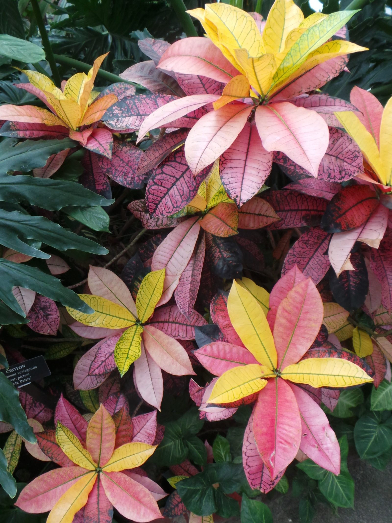 Croton, Codiaeum variegatum