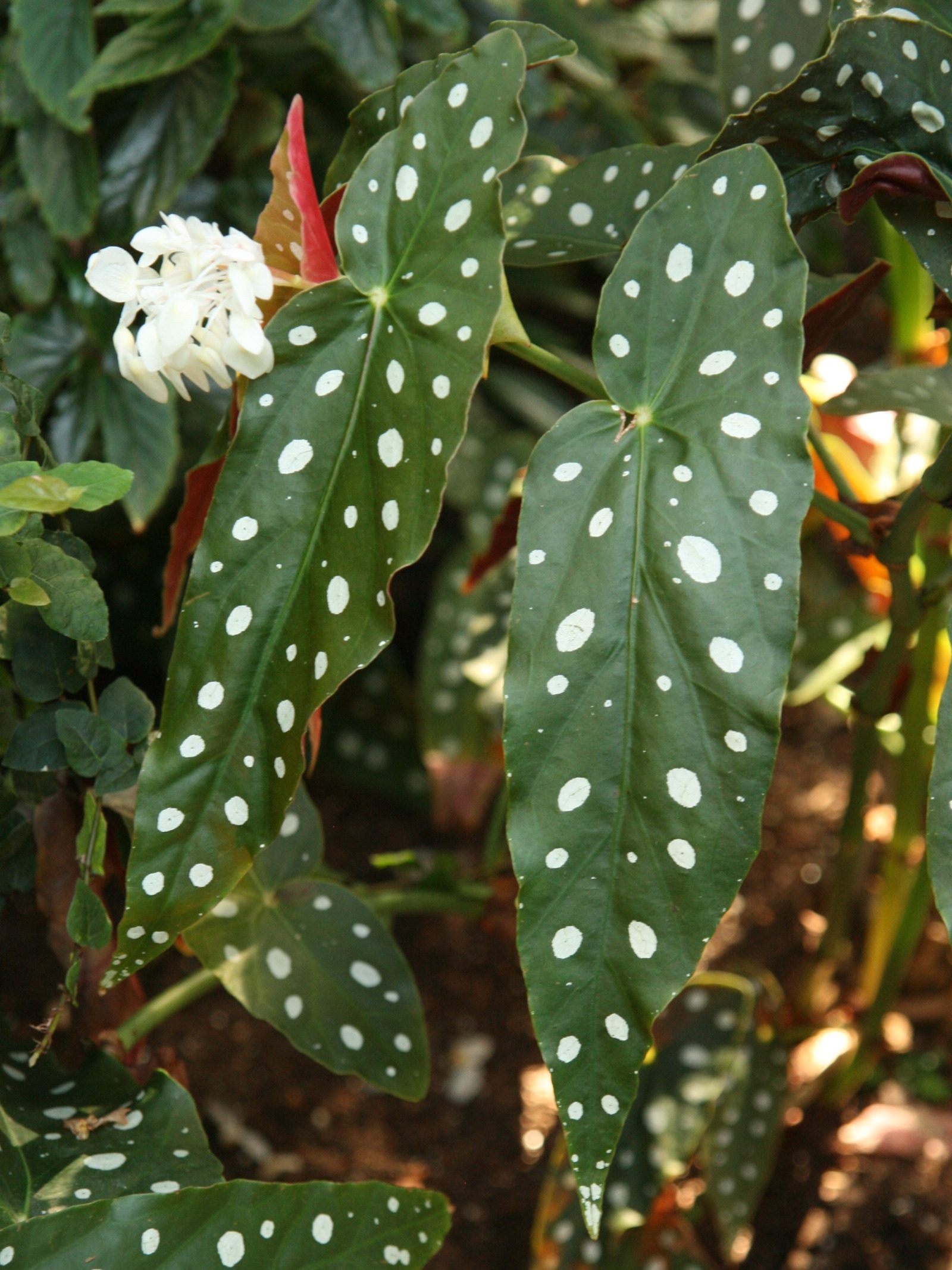 Polka dot plant, Begonia maculata